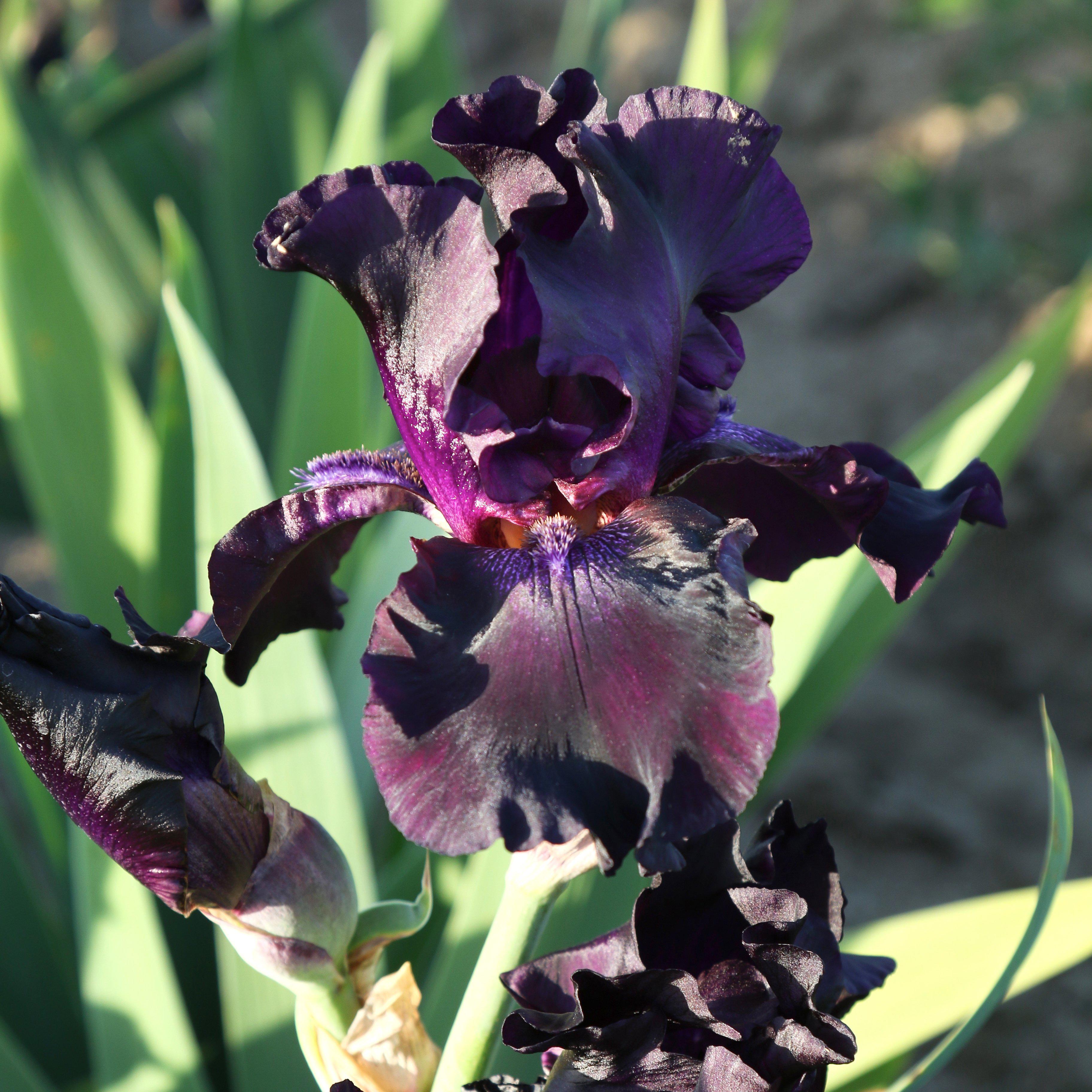 Dark Purple Re-Blooming Bearded Iris Superstition Rhizomes – Easy To ...