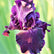 Best Dark Purple Reblooming Bearded Iris Bulb Ozark Rebounder – Easy To ...