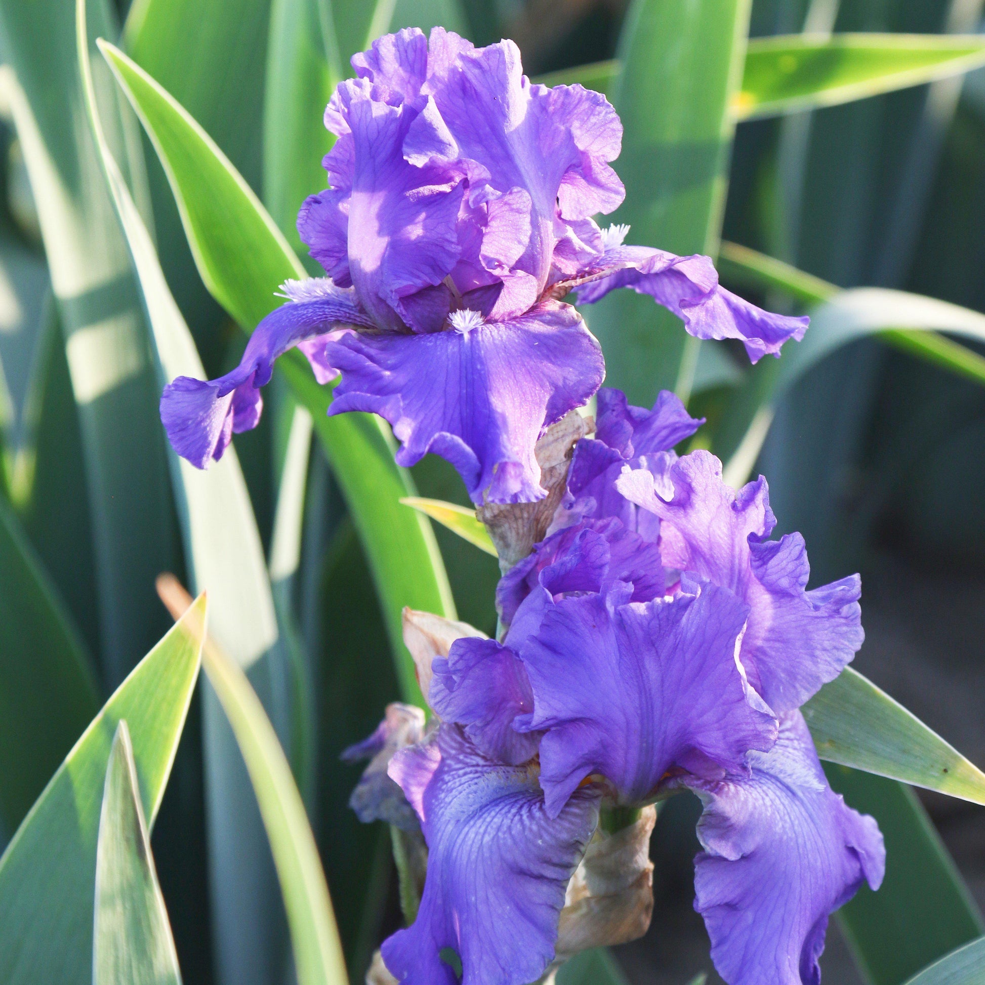 Multiple Iris Dashing Flowers