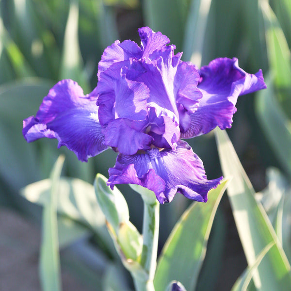 Purple Reblooming Bearded Iris Dashing Rhizomes – Easy To Grow Bulbs