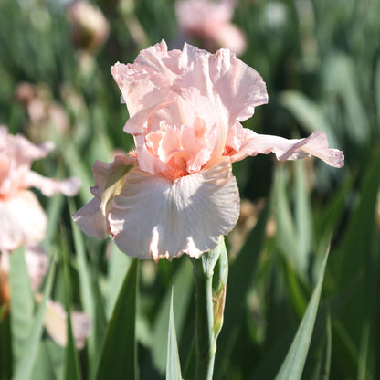 Pink reblooming iris Pink Attraction flower