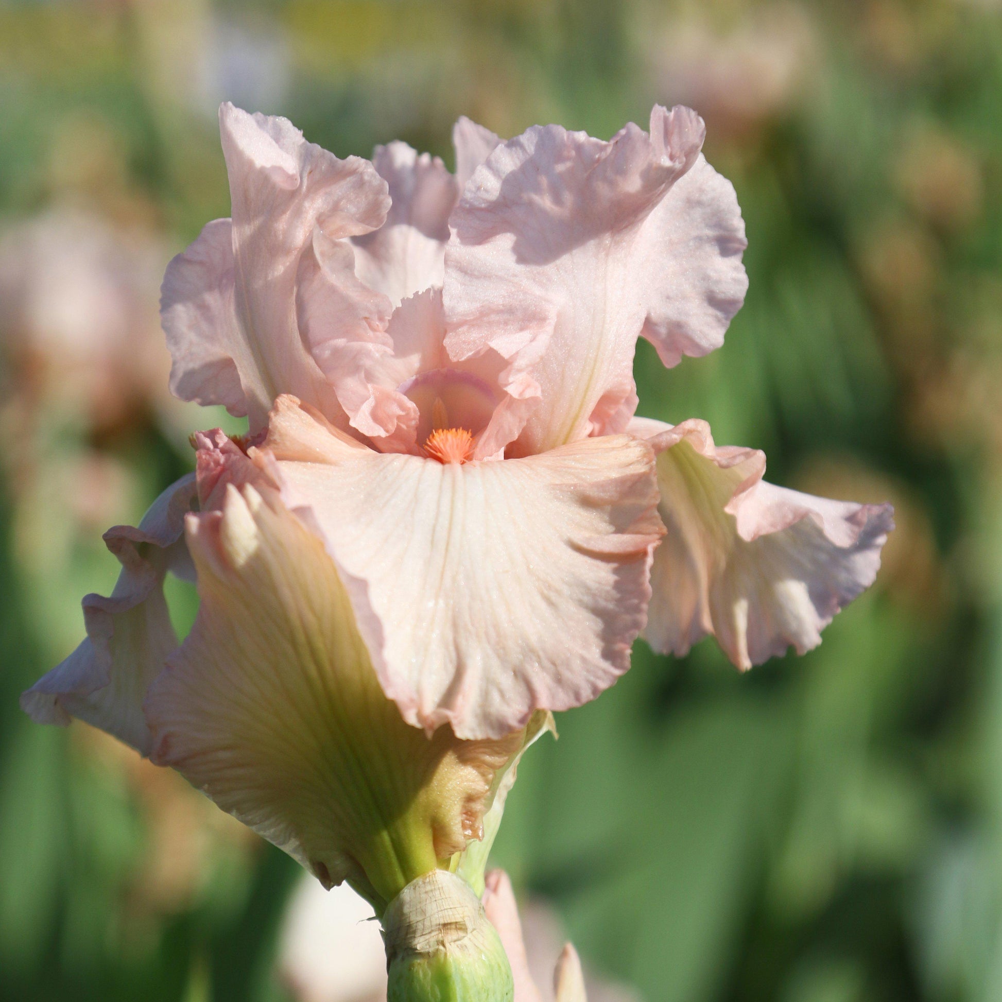 Petals of Reblooming Bearded Iris Pink Attraction