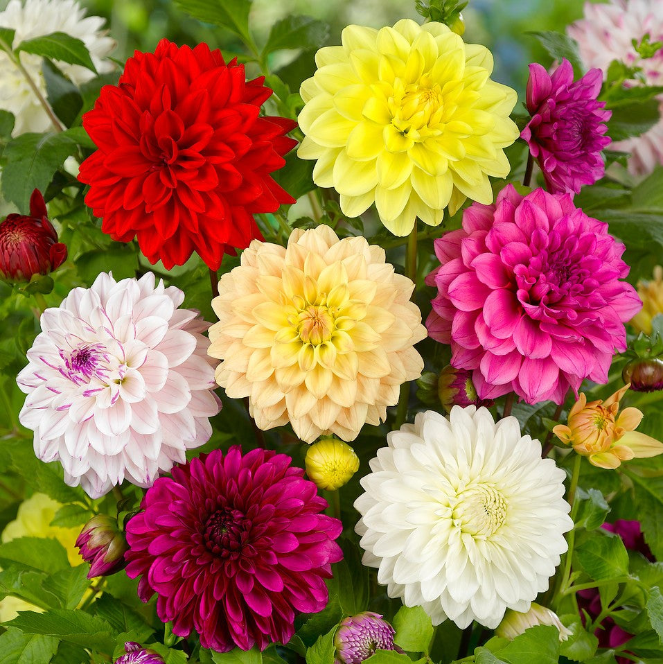 dahlia mix blooms