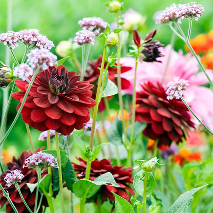 Field with Arabian Night Dahlias