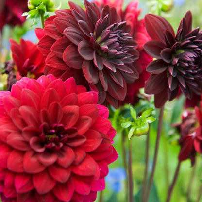 Multiple Arabian Night Dahlias in full bloom