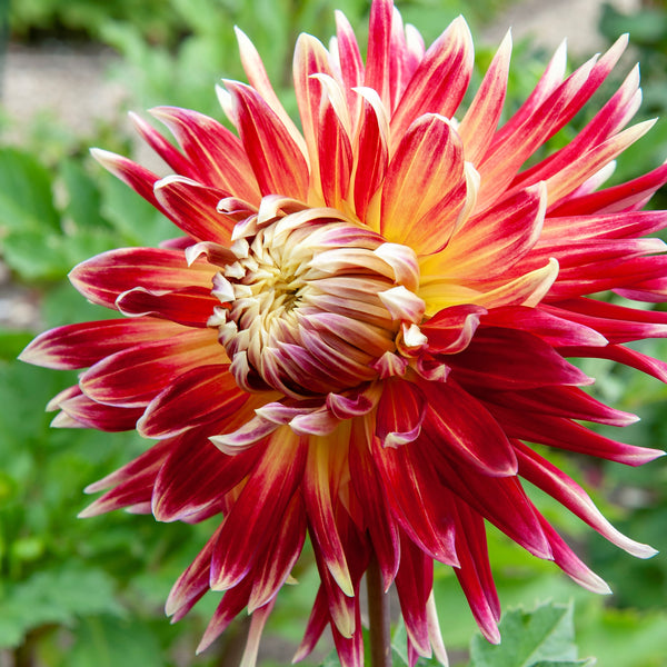 Dahlia Planting Guide – Easy To Grow Bulbs