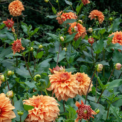 Orange Dinnerplate Dahlia flowers