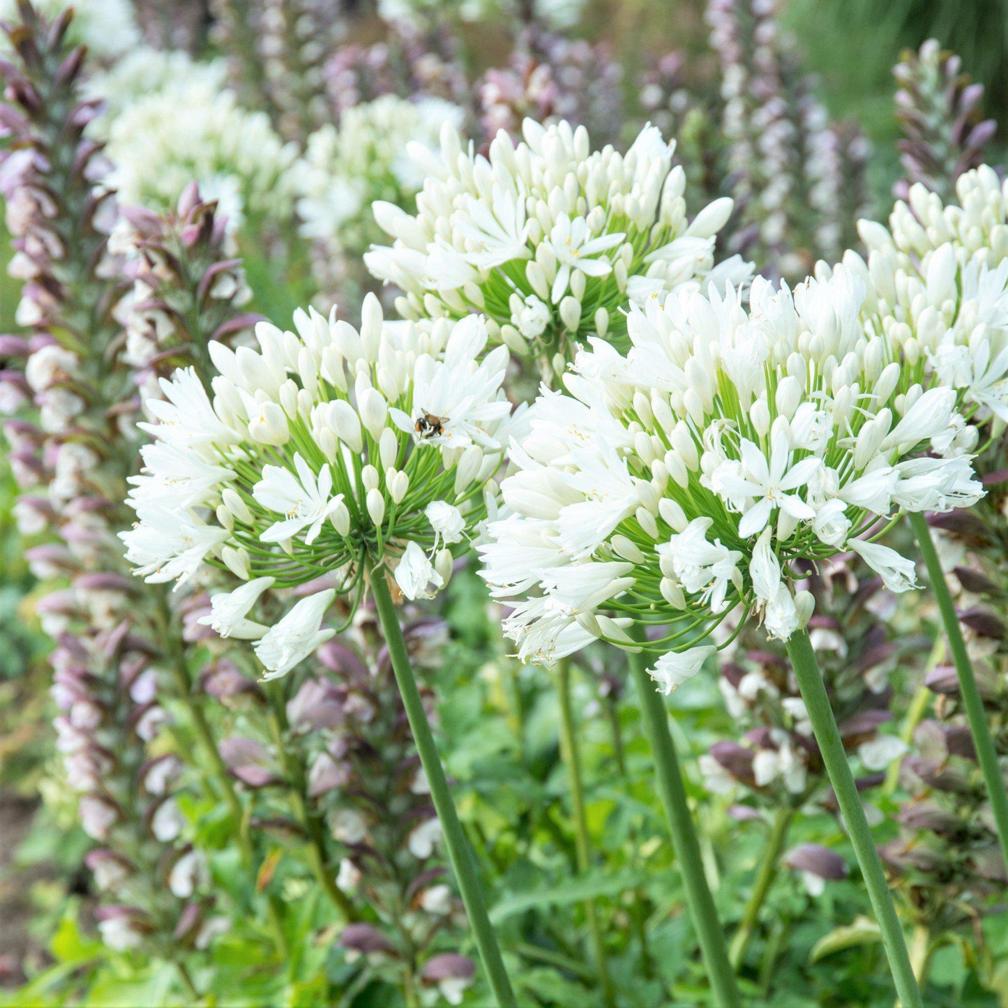 Field with Agapanthus Glacier Stream