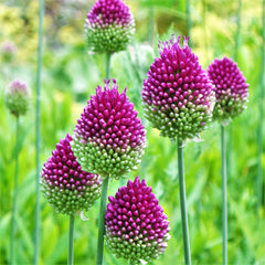 Wine-Red Allium Bulbs for Sale | Sphaerocephalon (Drumstick) – Easy To ...