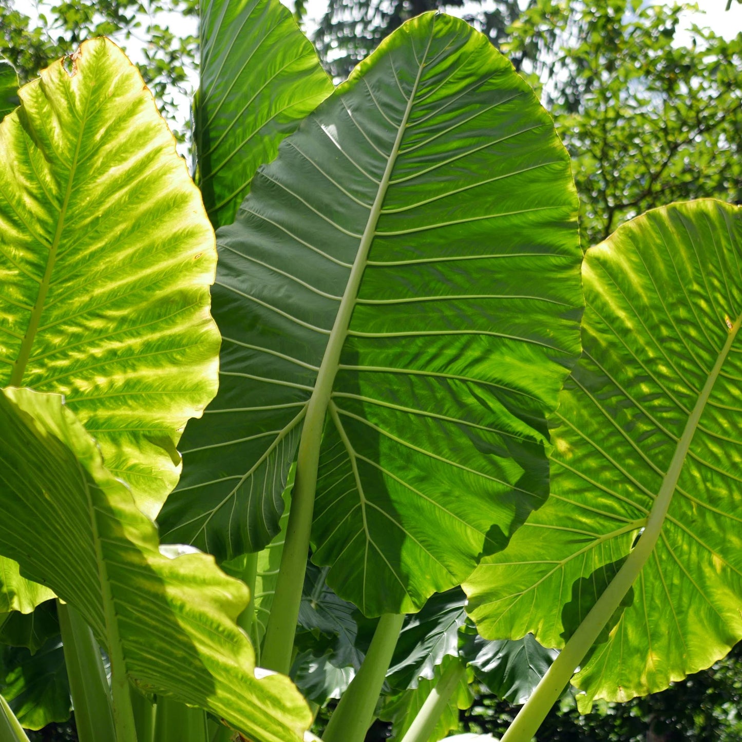 Giant Taro Alocasia macrorrhiza green leaves