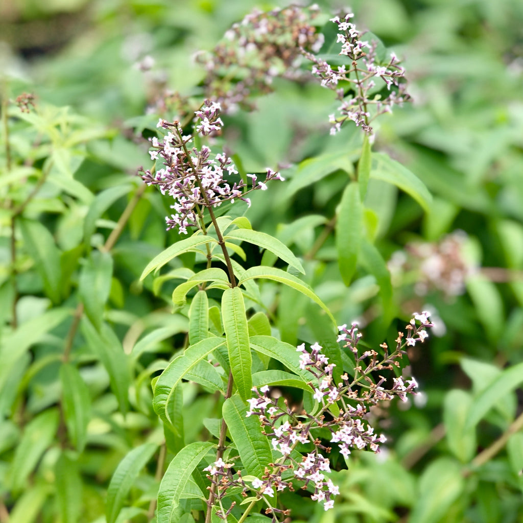 I Never Promised You an Herb Garden: 6 Green Scents for Summer