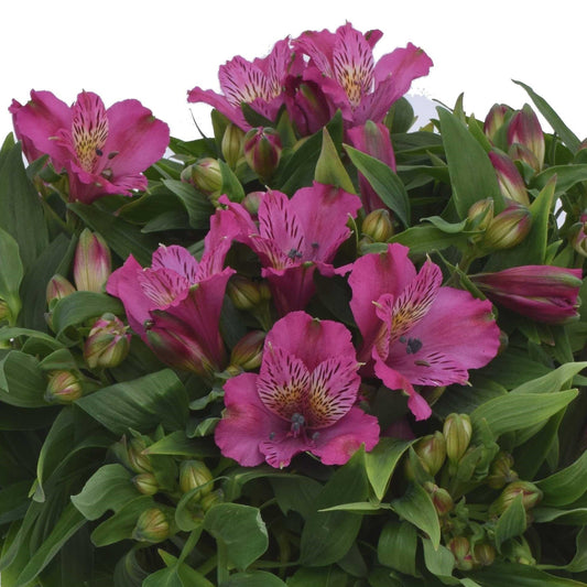 purple pink alstroemeria flowers