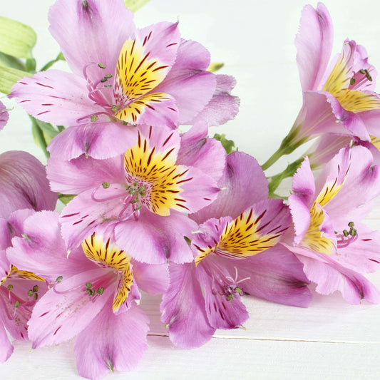 Alstroemeria - Inca Lake 3 Pack