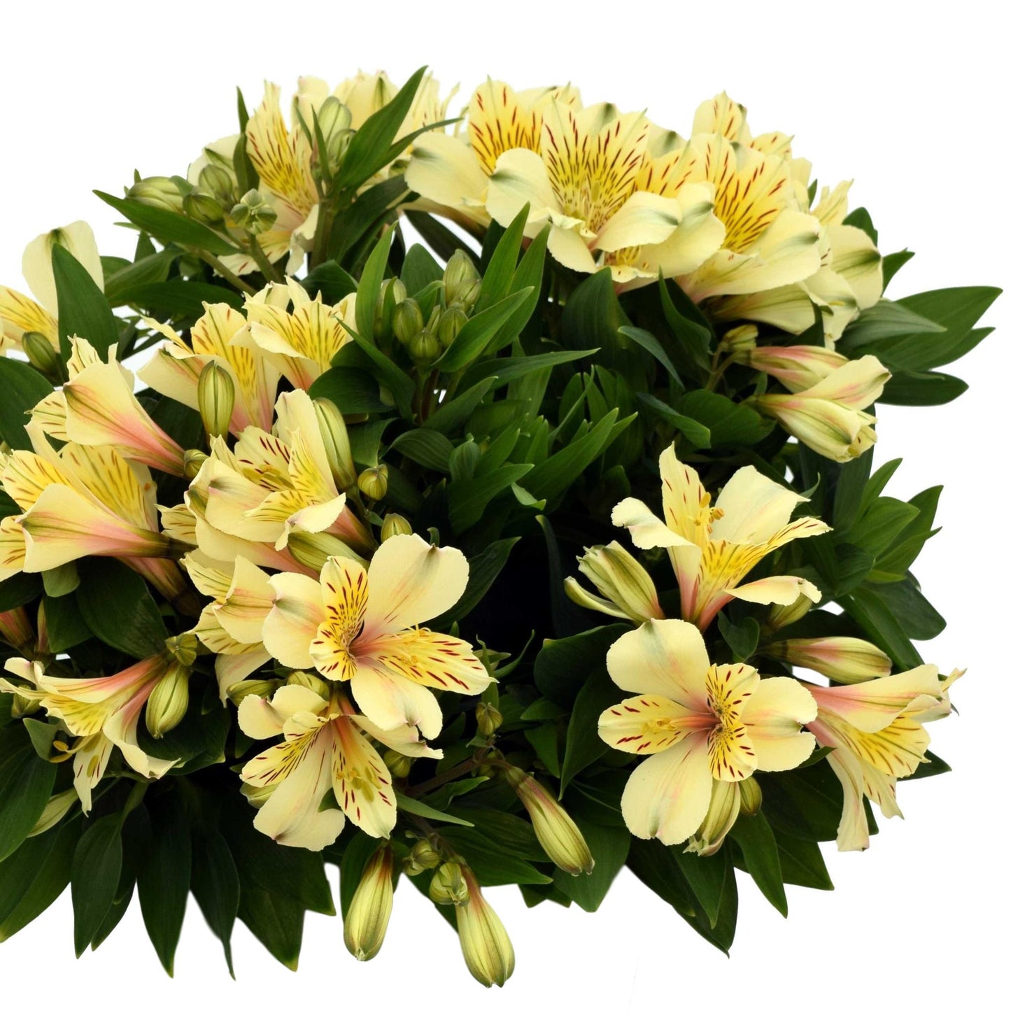 Alstroemeria - Inca Sundance 2 Pack