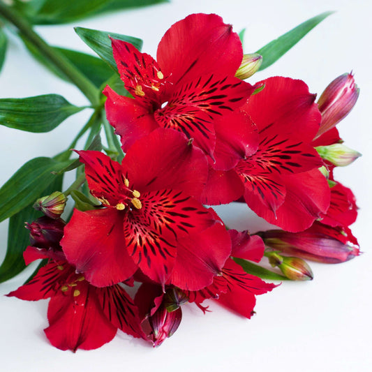 Alstroemeria - Inca Bandit 3 Pack