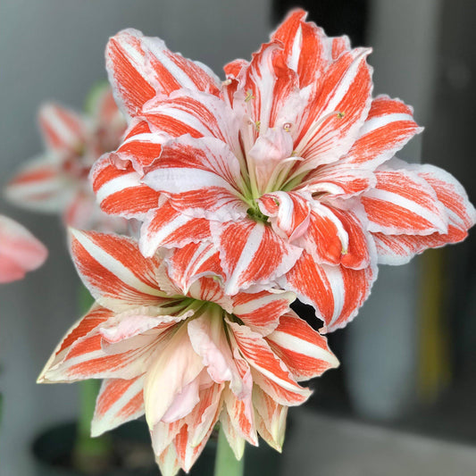 Amaryllis - Dancing Queen