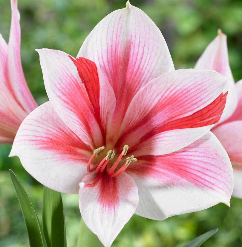 blooming amaryllis gervase