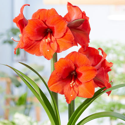 Gorgeous Orange Amaryllis Bulbs for Sale Online | Desire – Easy To Grow ...