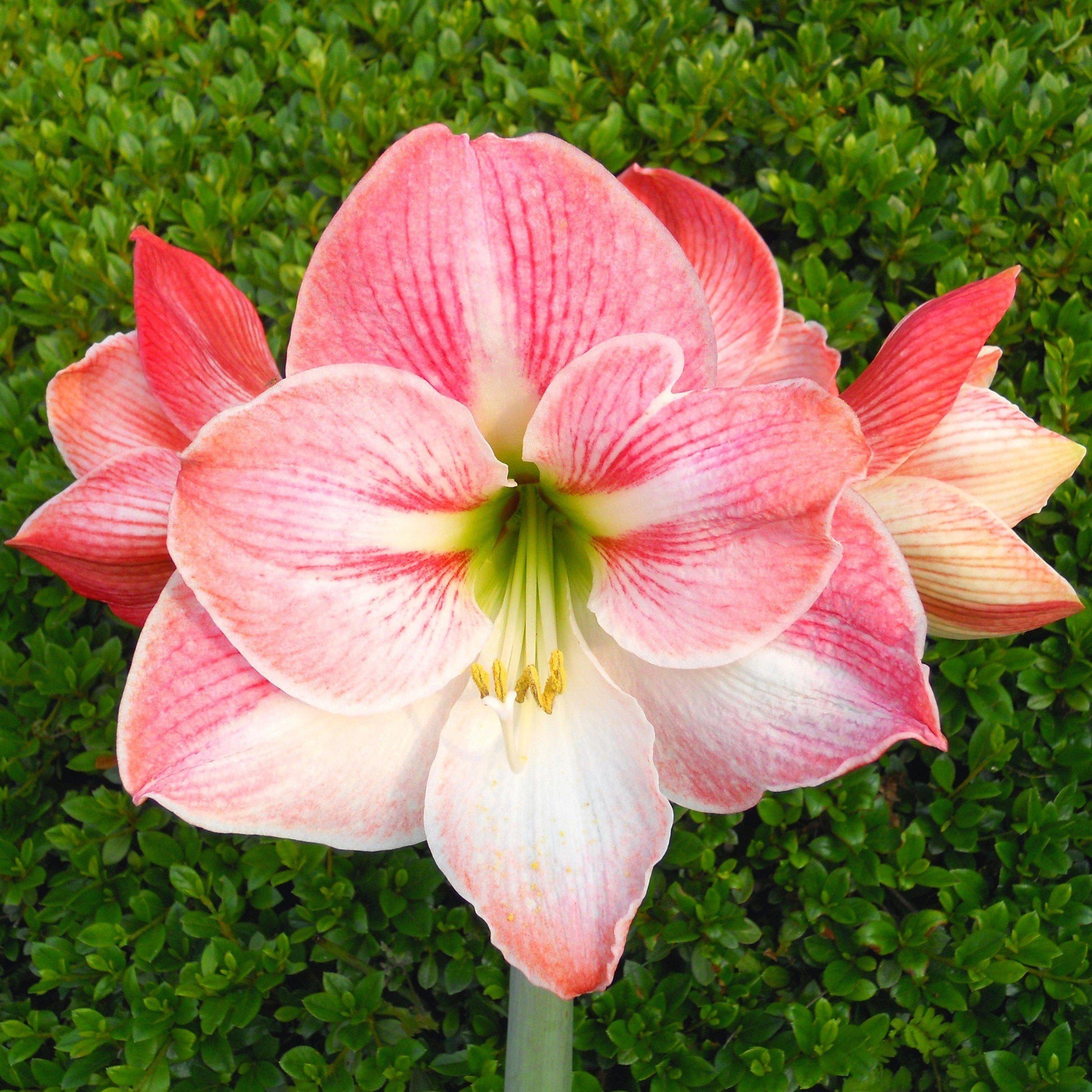 Pretty Pink Amaryllis