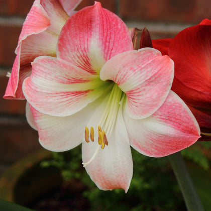 Mixed Amaryllis Bulbs for Sale Online | Holiday Cheer Collection – Easy ...