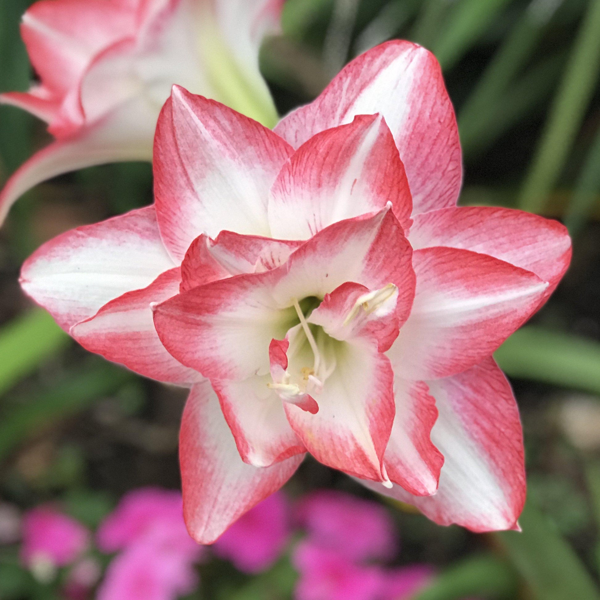 Amaryllis Blossom Peacock