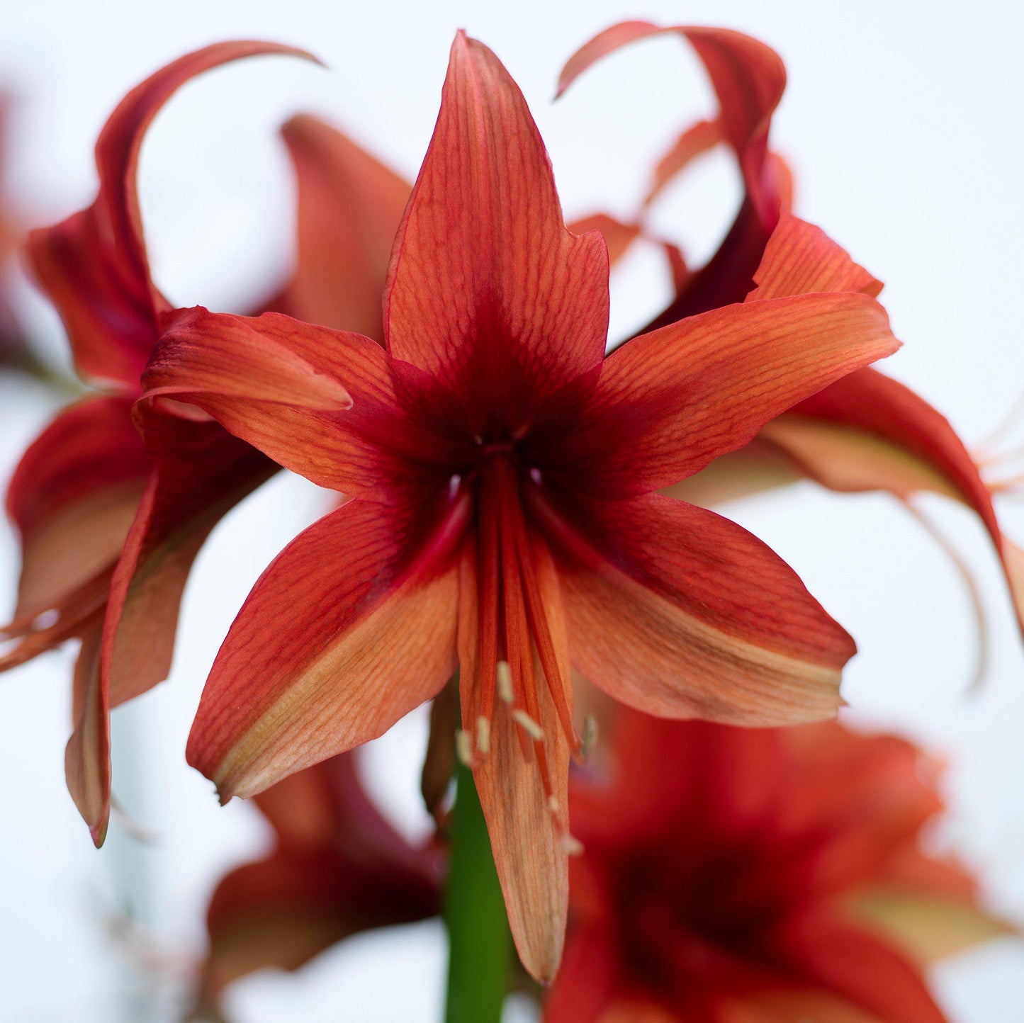 Amaryllis Bogota for Sale