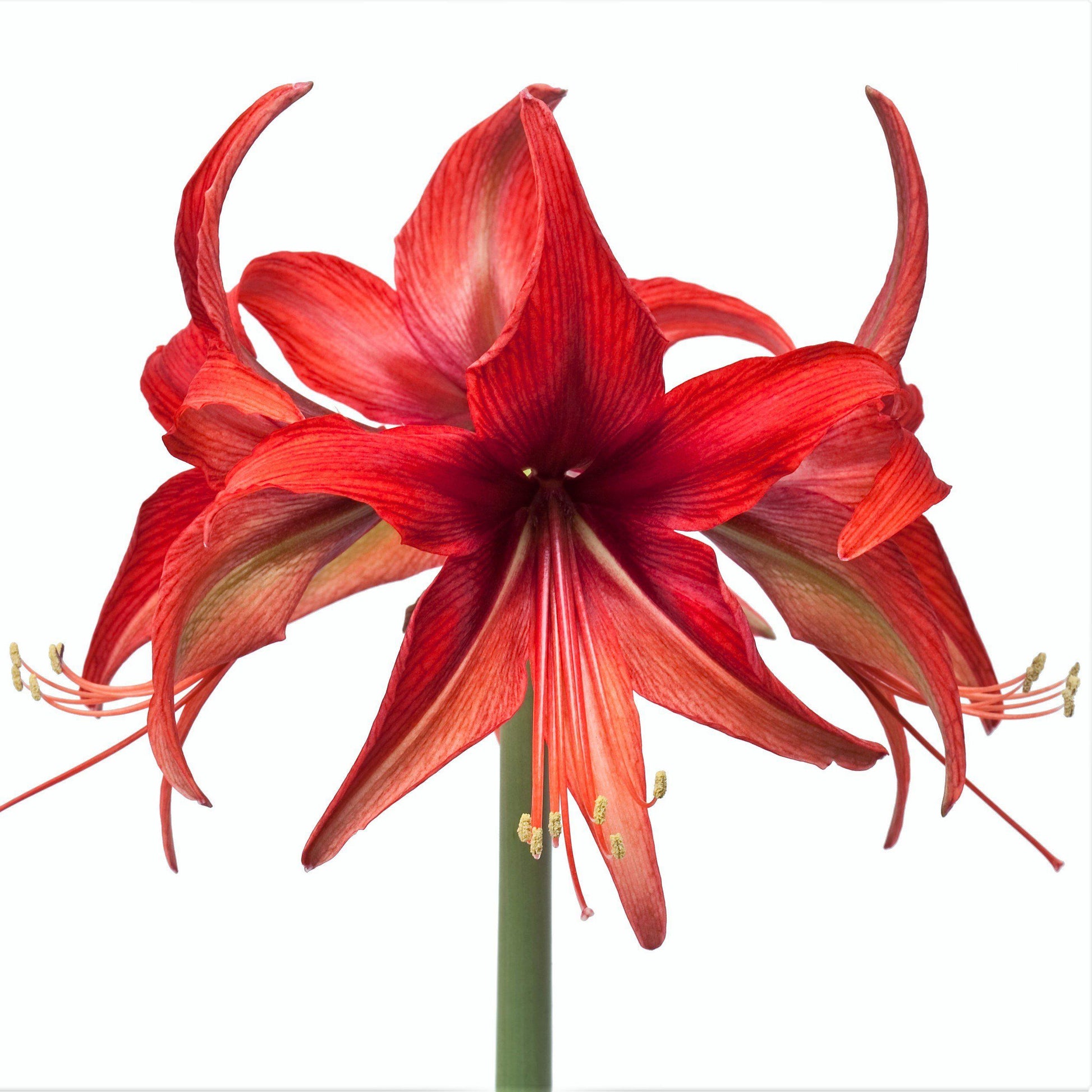 Amaryllis Bogota Flowers