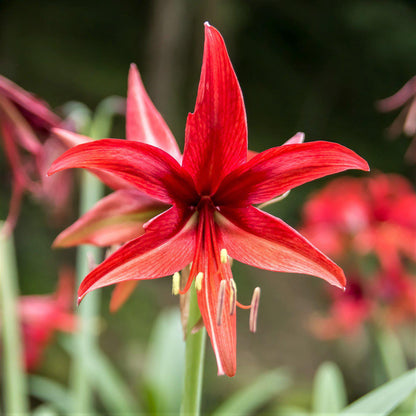 Single Amaryllis Bogota Flower