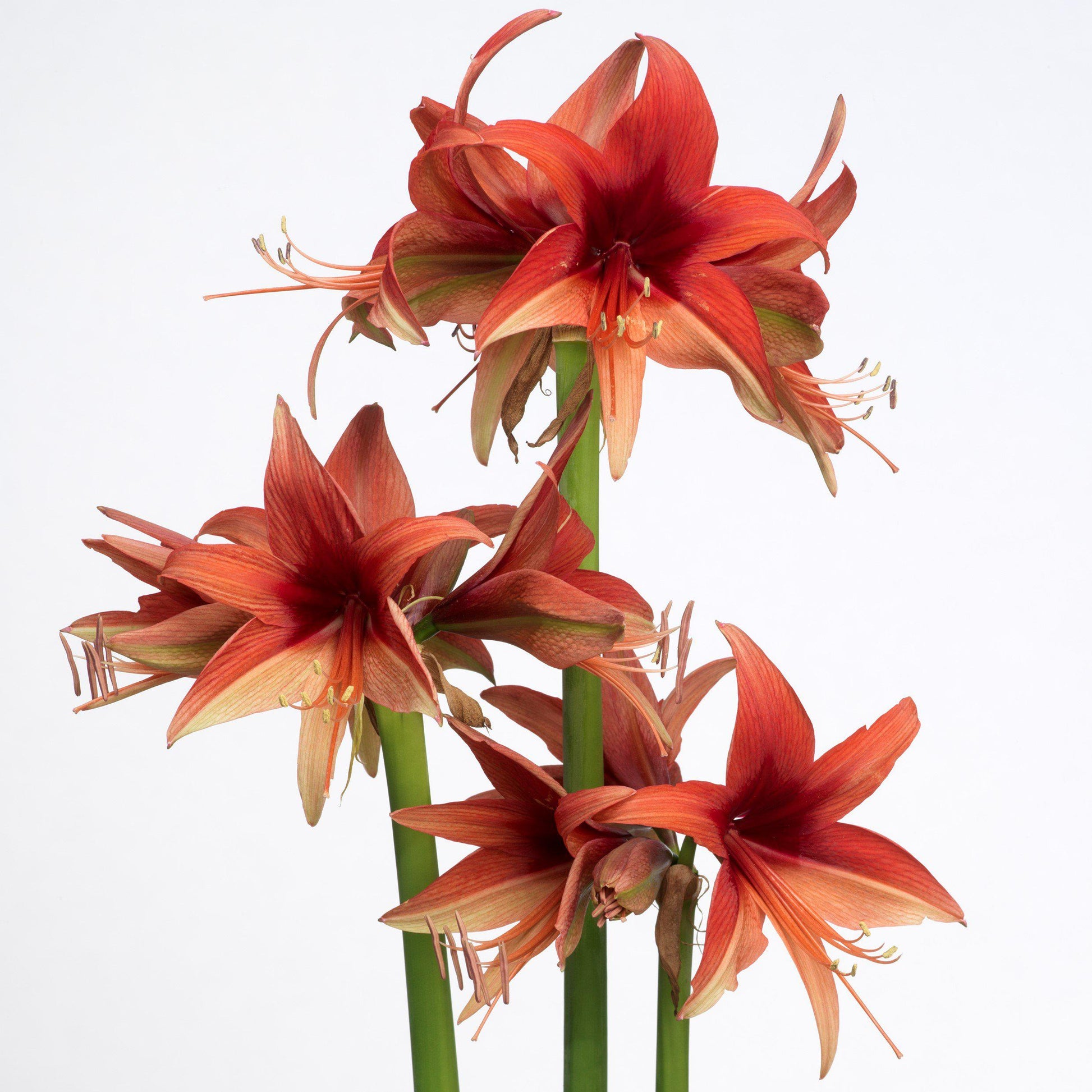 Multiple Amaryllis Bogota Flowers