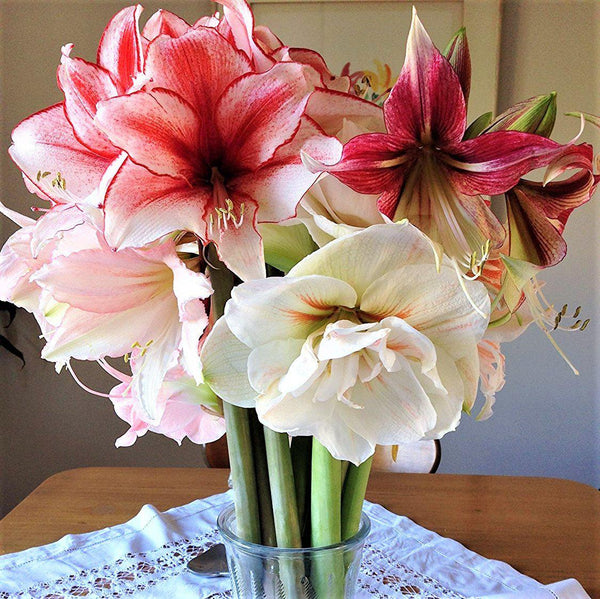 Mixed Amaryllis Bulbs for Sale Online | Magic Medley Mix Trio – Easy To ...