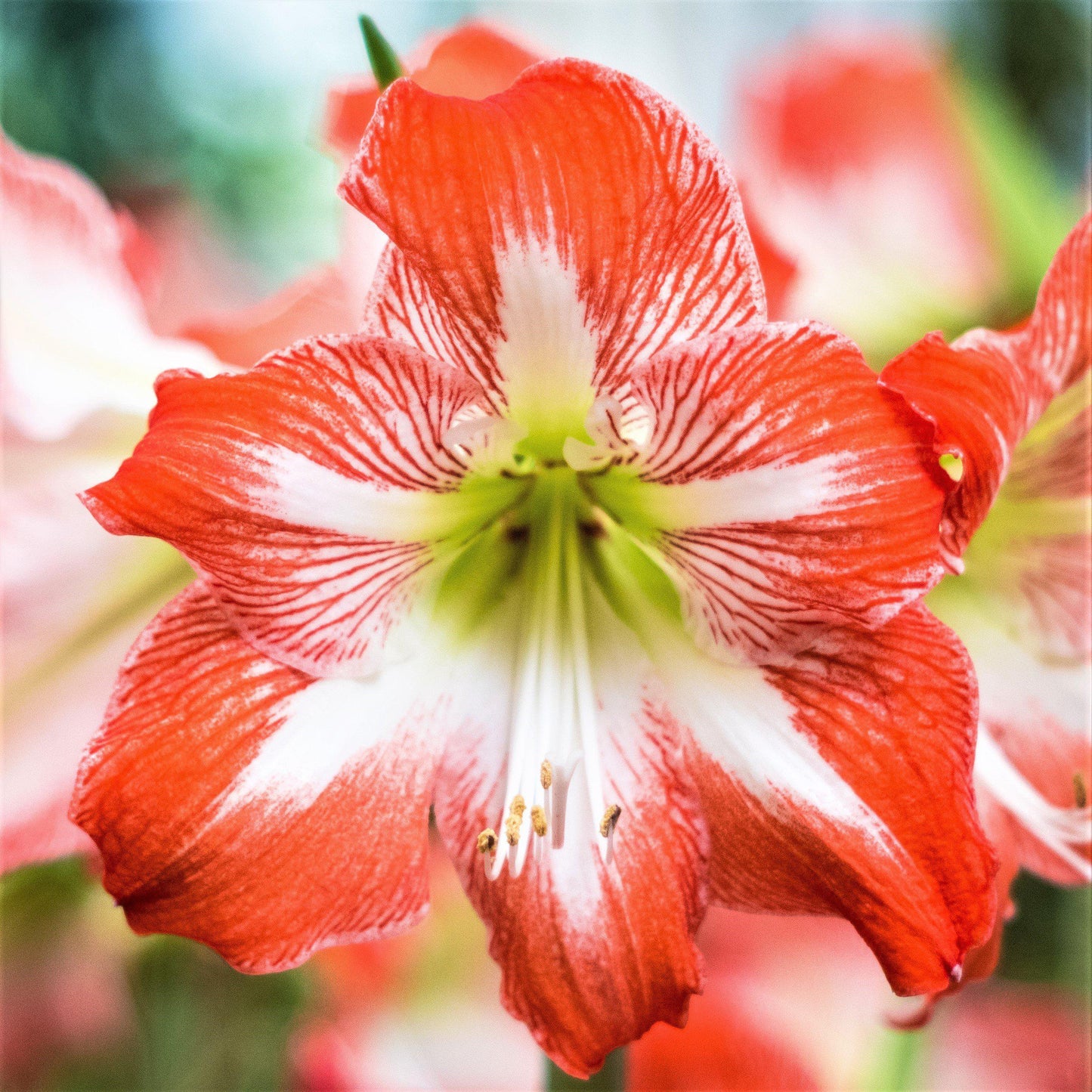 Red and White Amaryllis Minerva