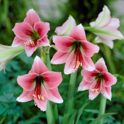 Lovely White & Pink Amaryllis Misty Blooms