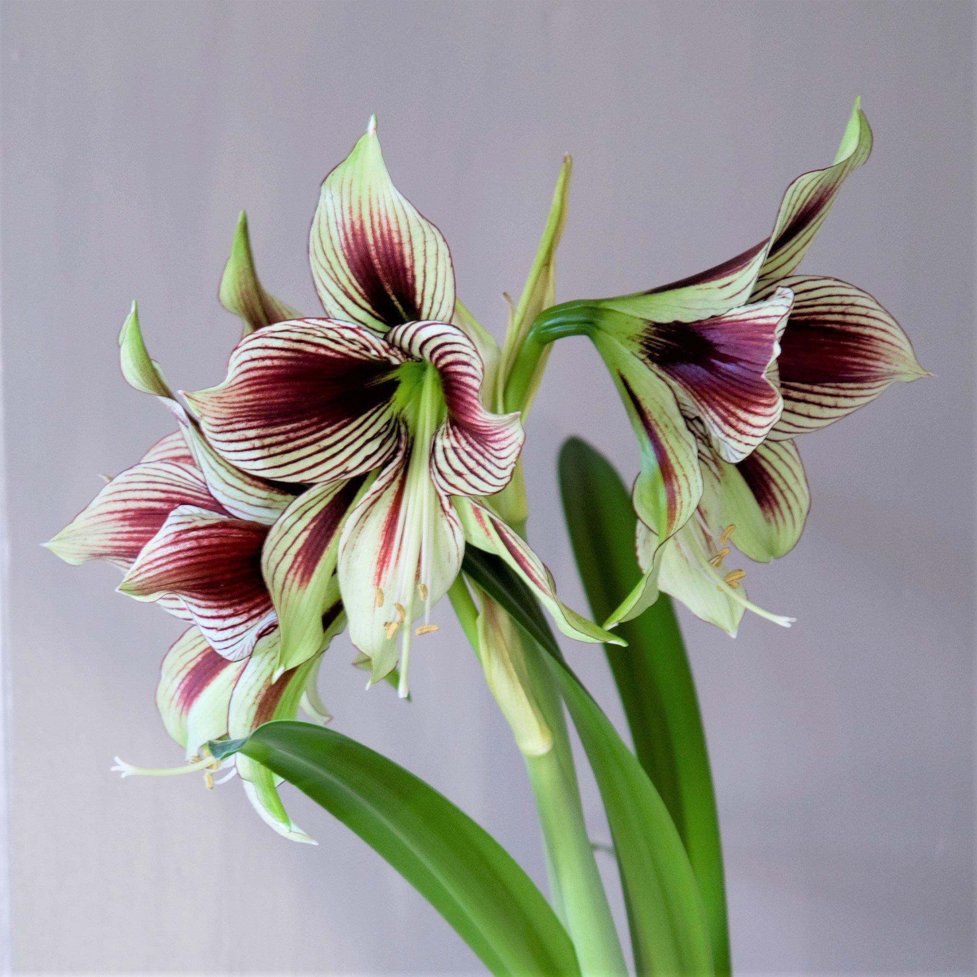 Green & Burgundy Amaryllis Bulbs for Sale | Papilio (Butterfly) – Easy To  Grow Bulbs