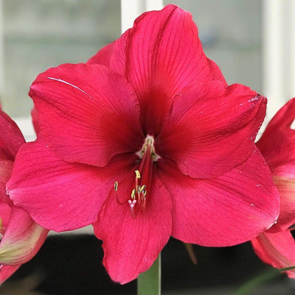 Bright Pink Amaryllis Bulbs For Sale | Amaryllis Pink Surprise – Easy ...