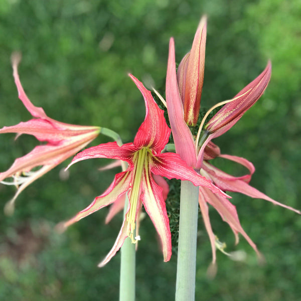 Red & Green Amaryllis Quito Bulbs For Sale | Amaryllis Cybister