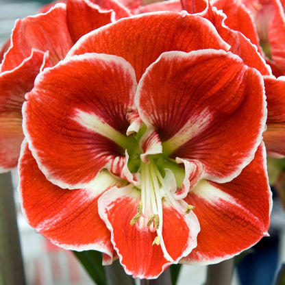 Amaryllis Samba