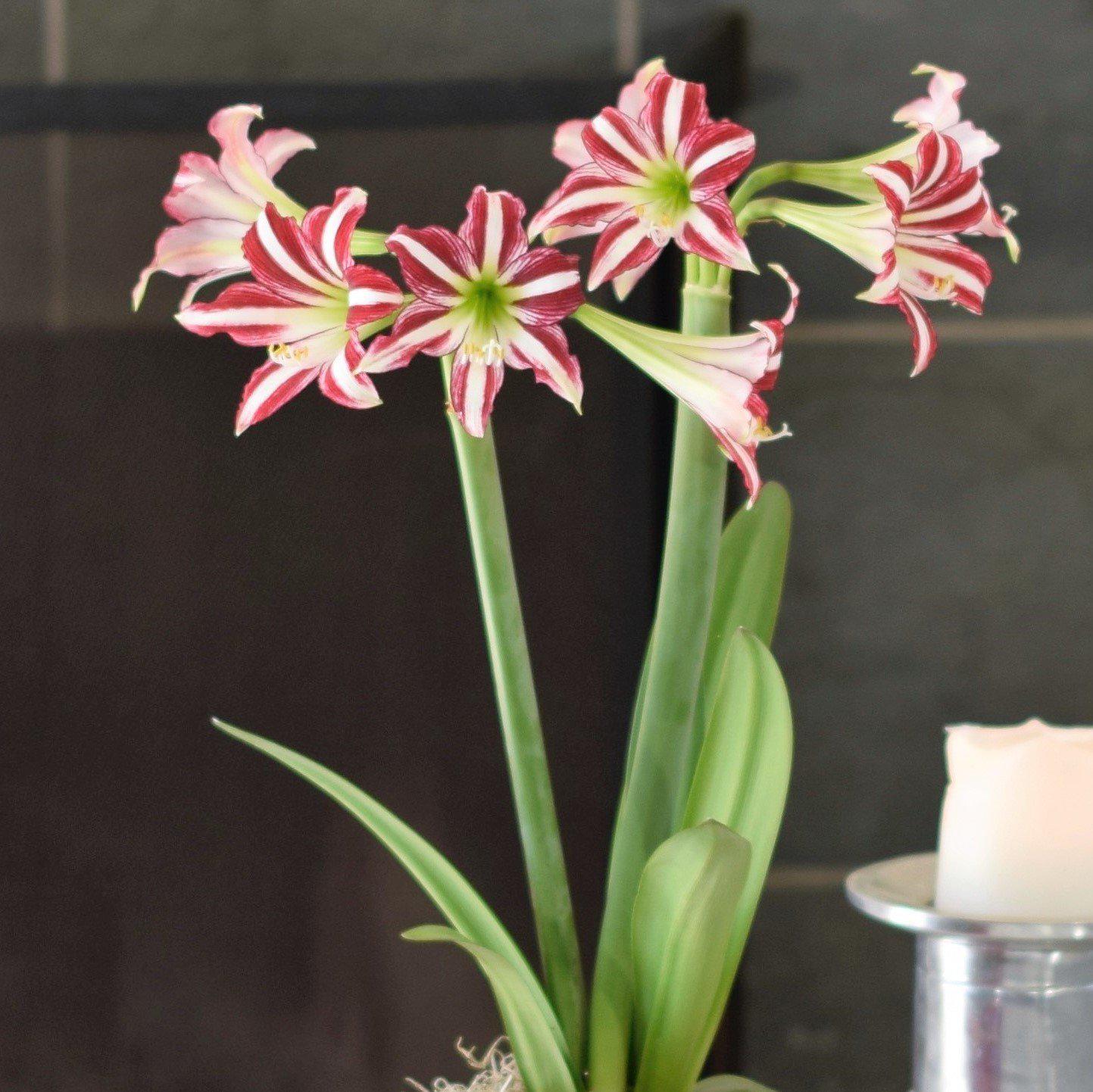 Amaryllis Santiago Flowers