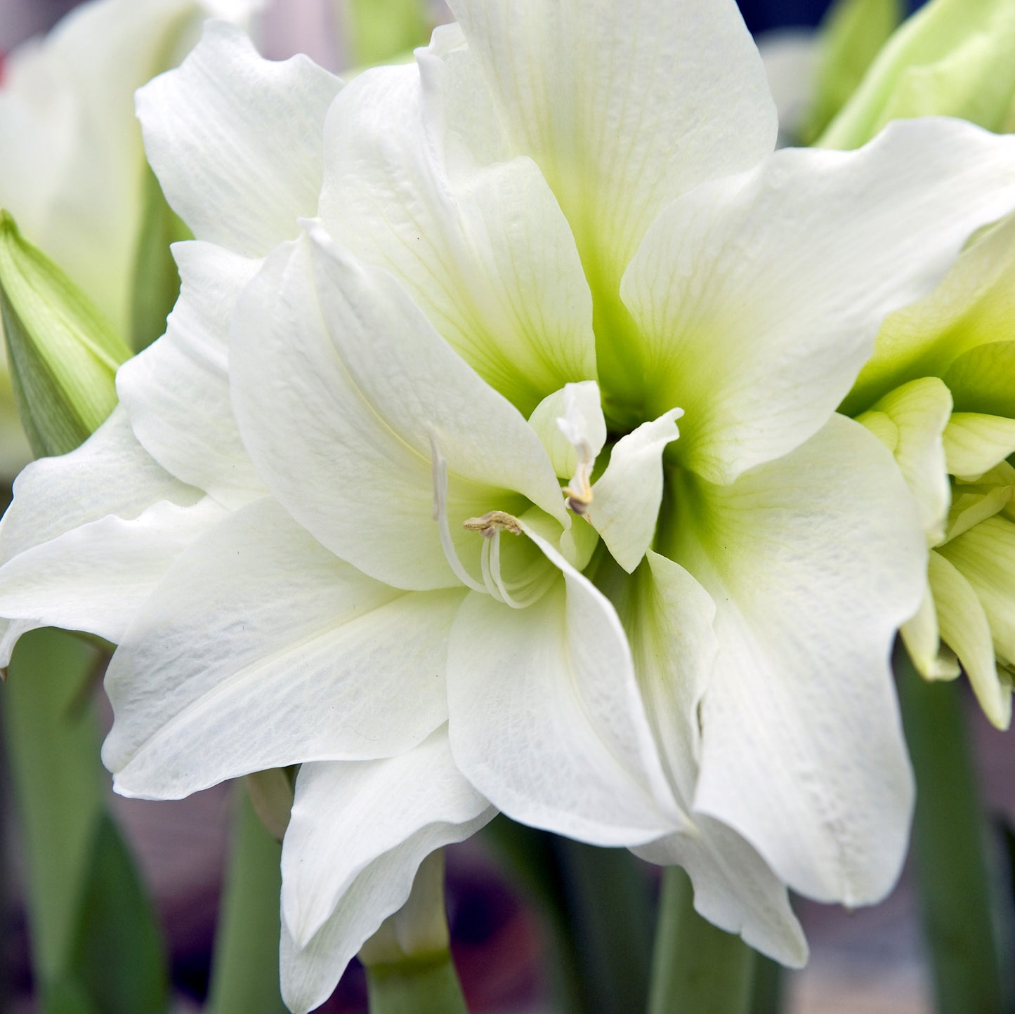 Double-Blooming White Amaryllis