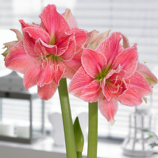 Beautiful Pink Amaryllis Bulbs for Sale Online | Sweet Nymph – Easy To ...