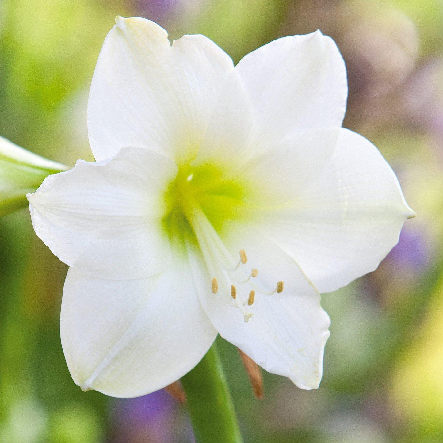 Amaryllis White Christmas Flowers