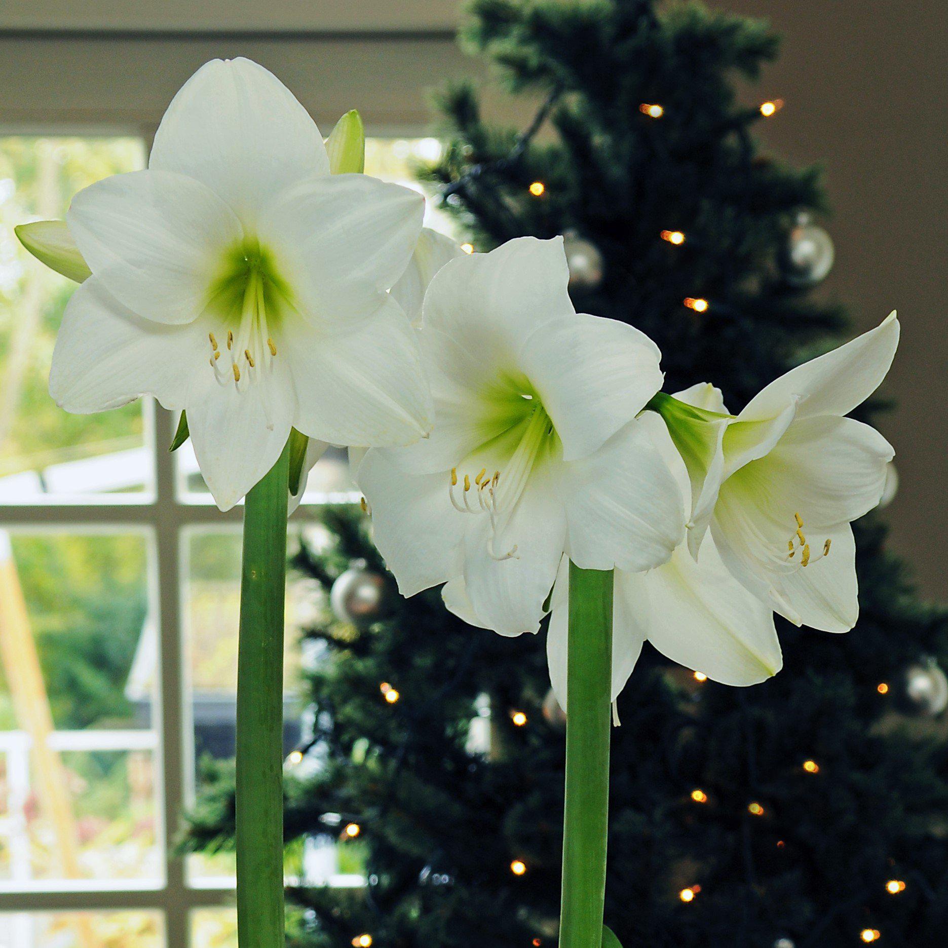 Amaryllis White Christmas Blooms