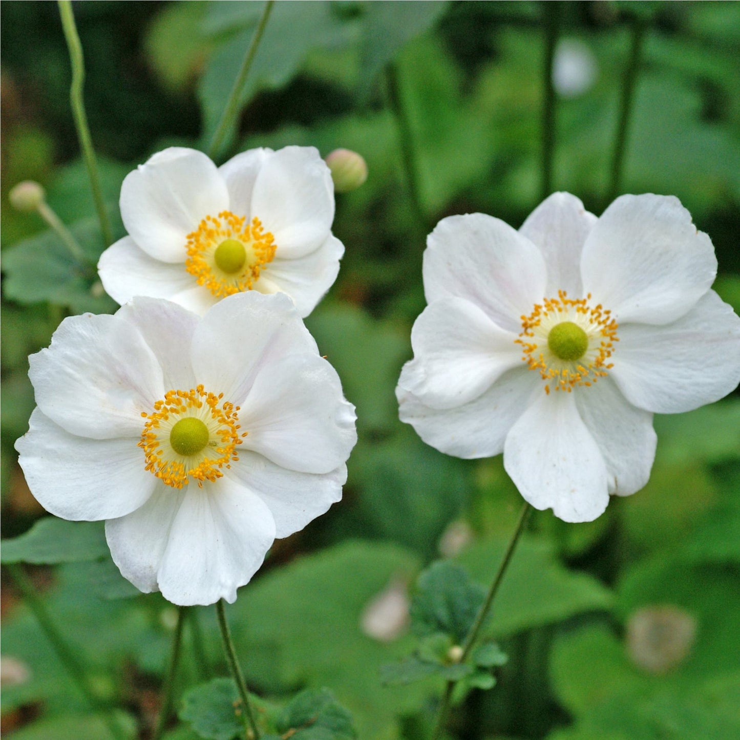 White Anemone The Bride