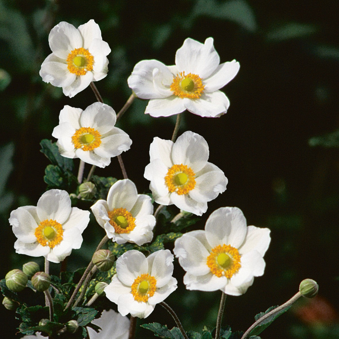 Stunning White Anemone Honorine Jobert