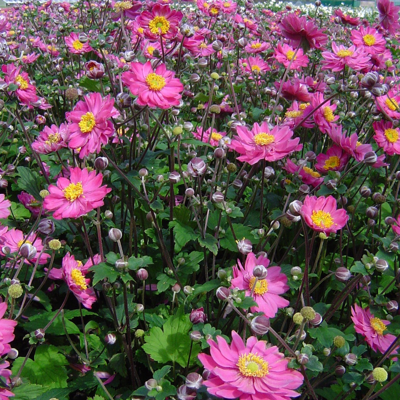 Japanese Anemone - Pamina