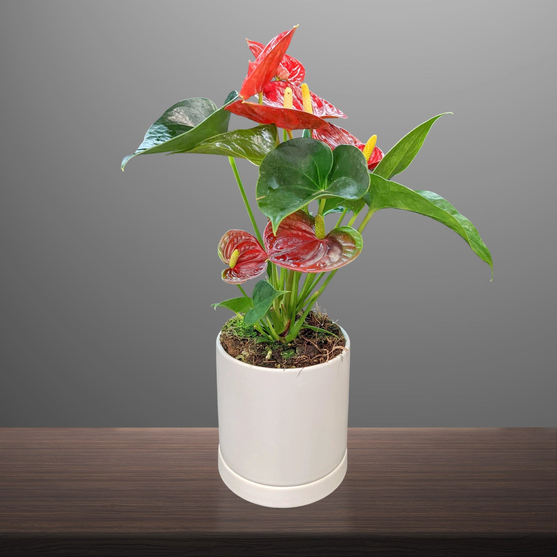 red blooms of Anthurium Red in a white pot