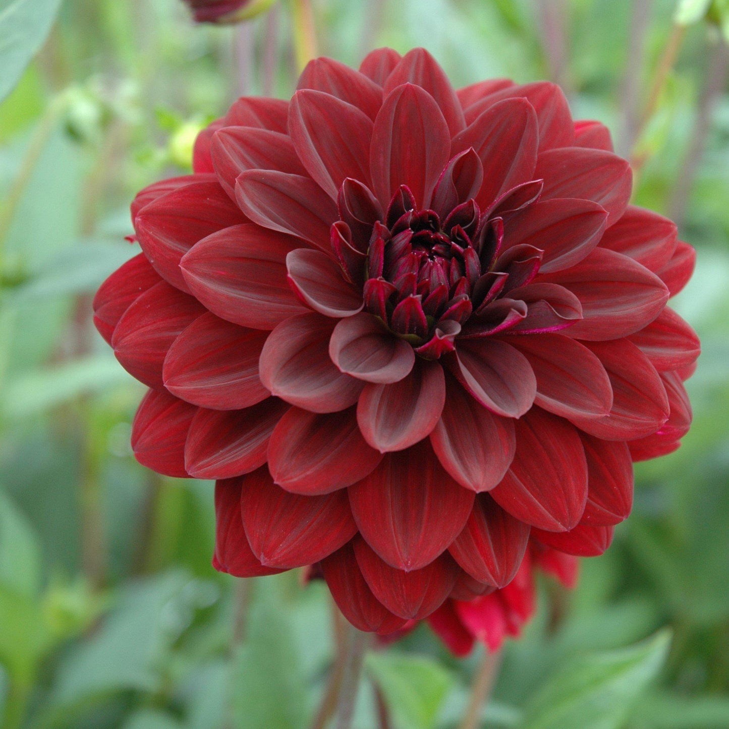 Purple Maroon Dahlia Bulb Close Up