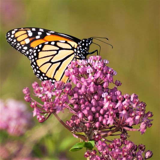 Rosy Pink Blooms of the "Soulmate" Asclepias