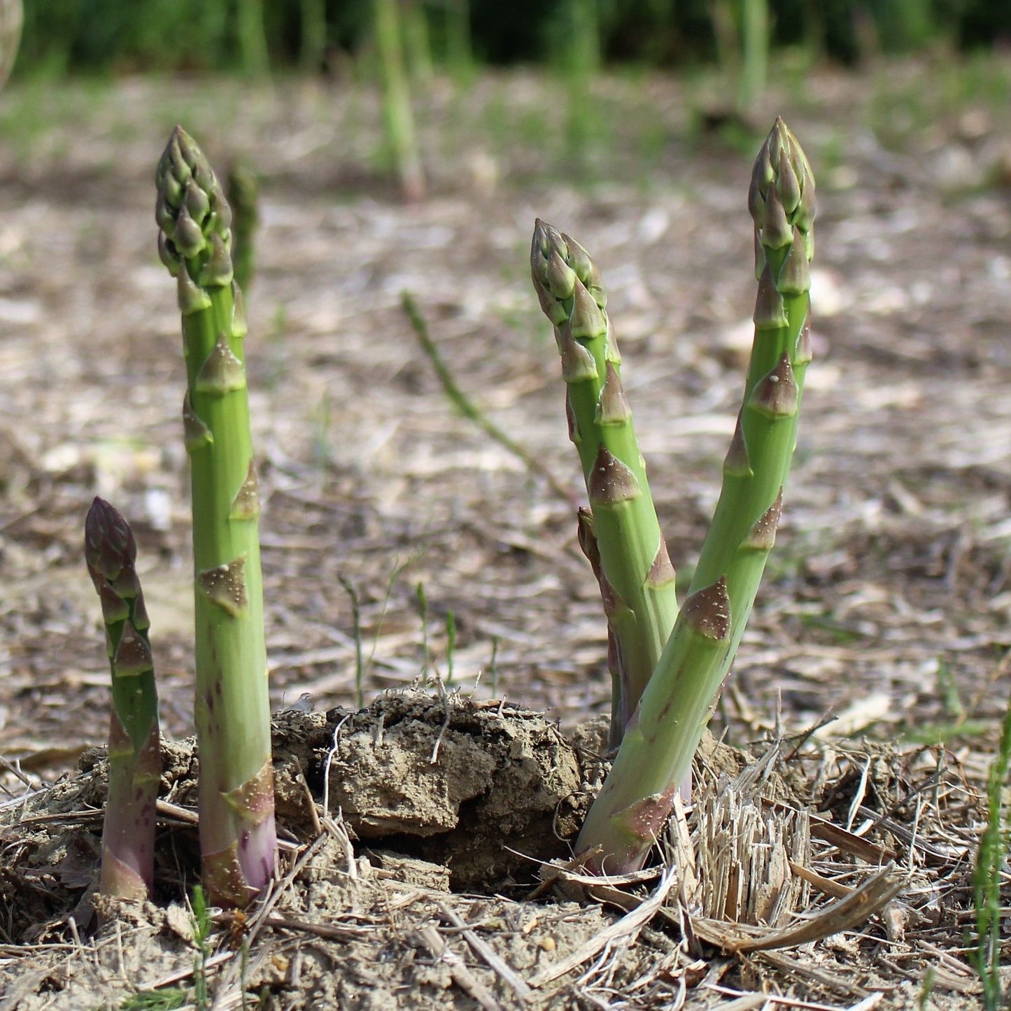 Asparagus Millennium stalks