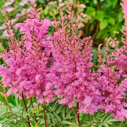 Baby Pink Astilbe Bare Root Plants for Sale Online | Europa – Easy To ...