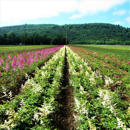 Rows Upon Rows of Blooming Astilbe Plants